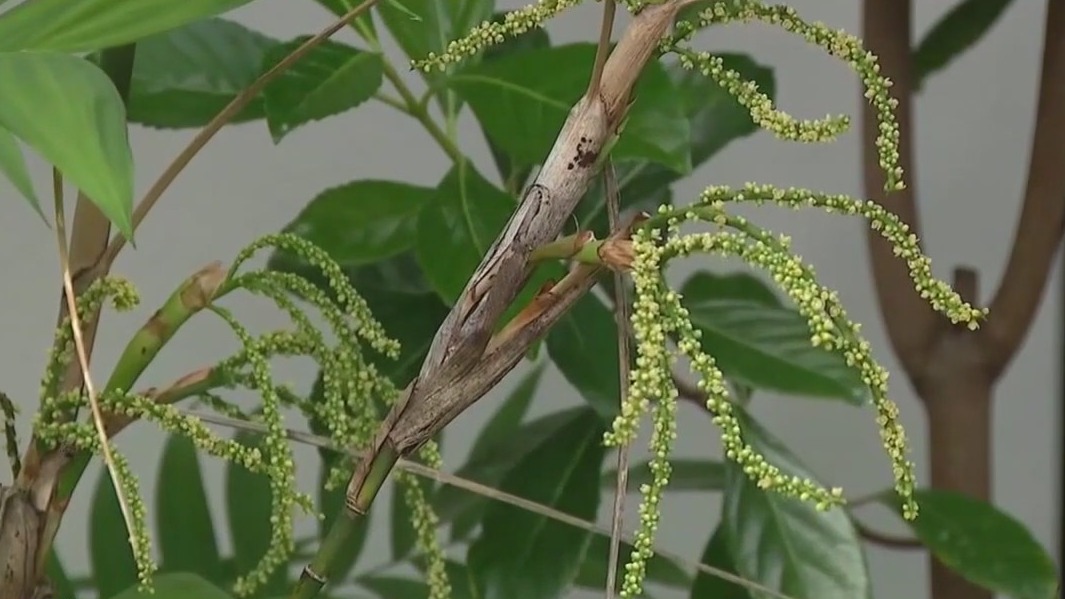 Hurricane impact on allergies