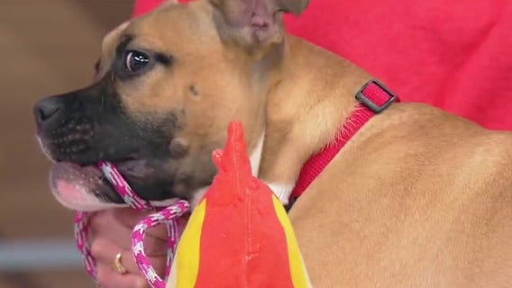 Meet Jackie: Our Pet of the Day