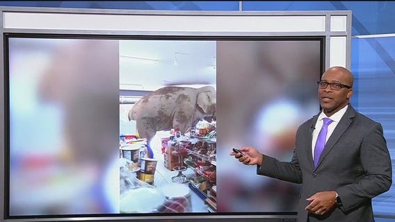 Elephant raids grocery store