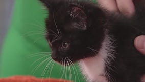 Meet Jeep: Our Pet of the Day