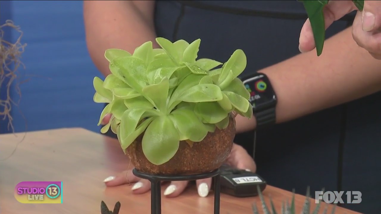 Cactus, succulent plant show taking place Aug. 19-20 in Seattle