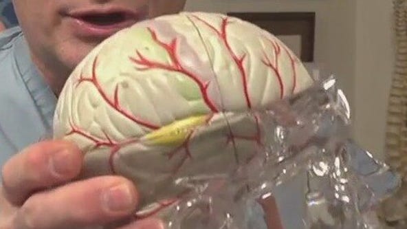 New study finds 4 pivotal ages for your brain