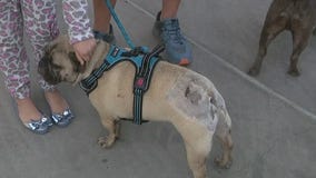 Javelina attacks dog near Sunnyslope