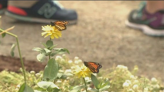 ‘Insect apocalypse’ threatens global food supply