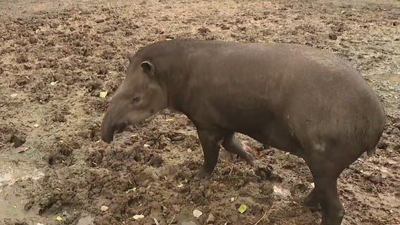 Tapir at Wildlife World Zoo