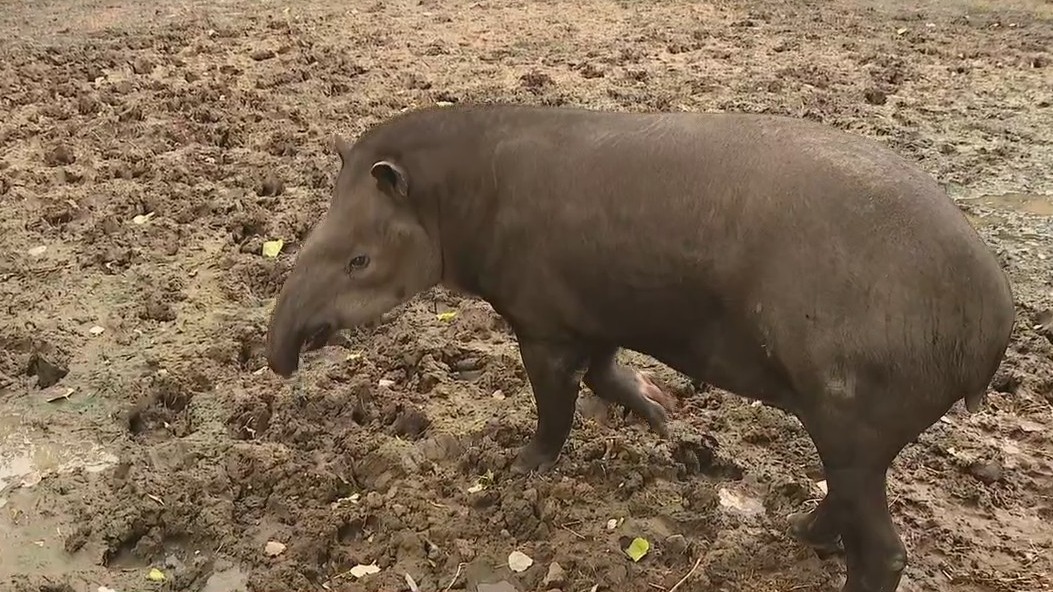 Tapir at Wildlife World Zoo