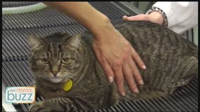 Getting your furry friends back to the vet - why their routine visits are more important than ever