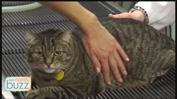 Getting your furry friends back to the vet - why their routine visits are more important than ever