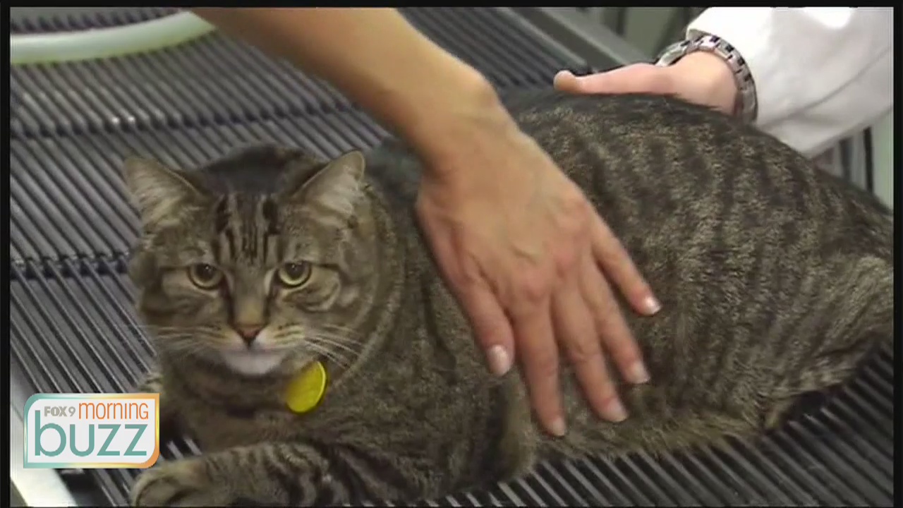 Getting your furry friends back to the vet - why their routine visits are more important than ever