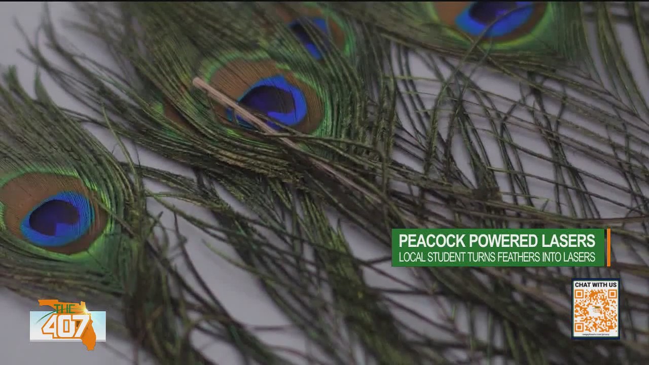 Local student makes peacock powered laser discovery