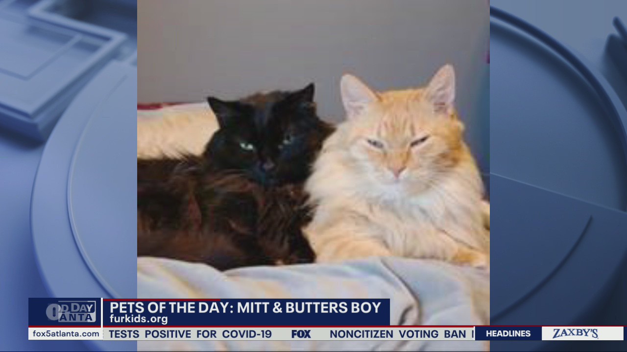 Pets of the Day from FurKids