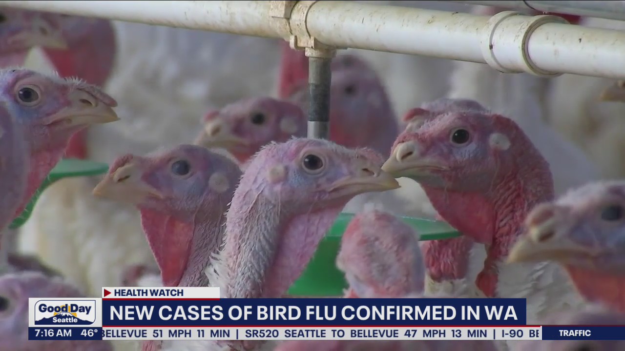 New cases of bird flu confirmed in Washington State