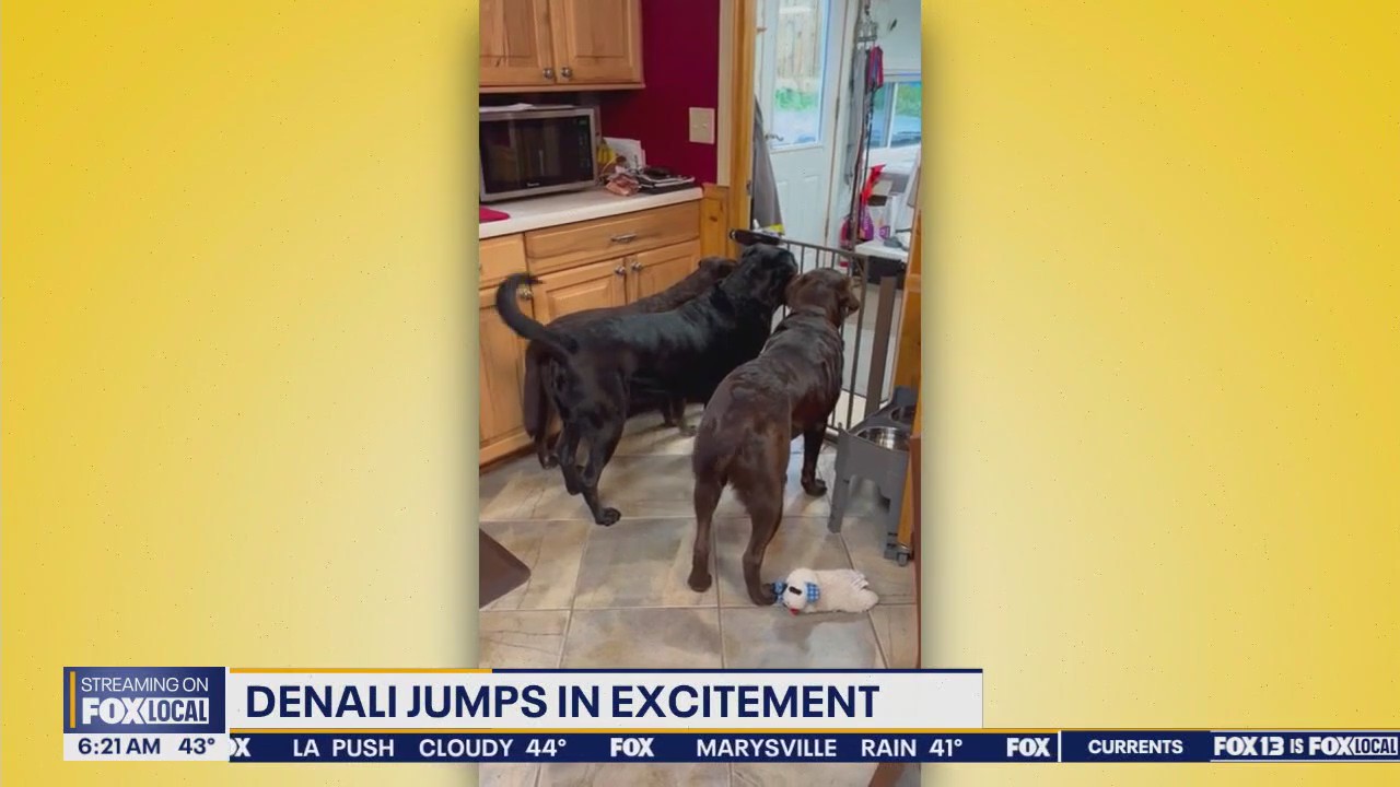 Pet Tricks for Monday, April 21