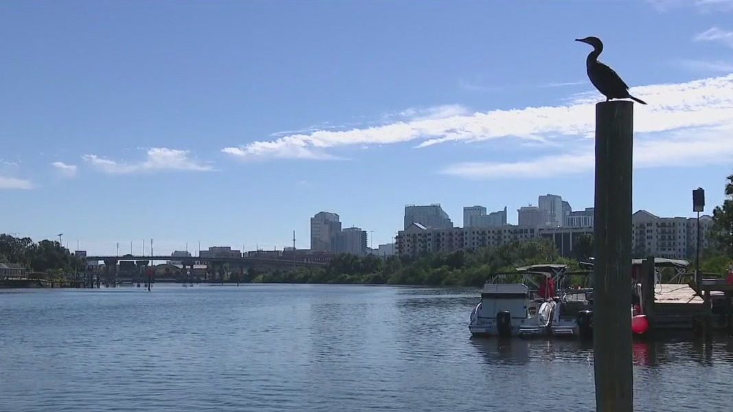 Hillsborough River health improving