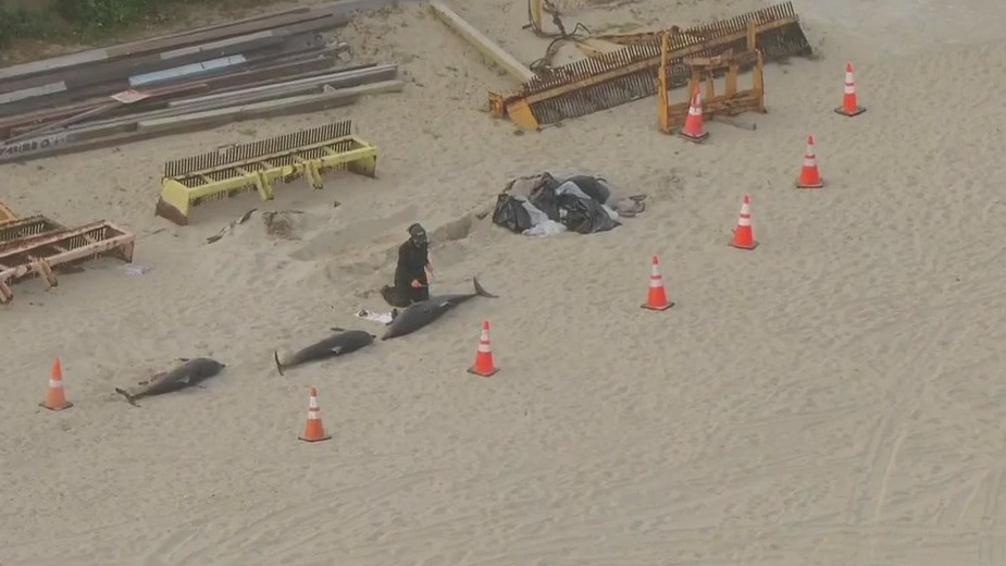 Dead dolphins wash up on shore in SoCal
