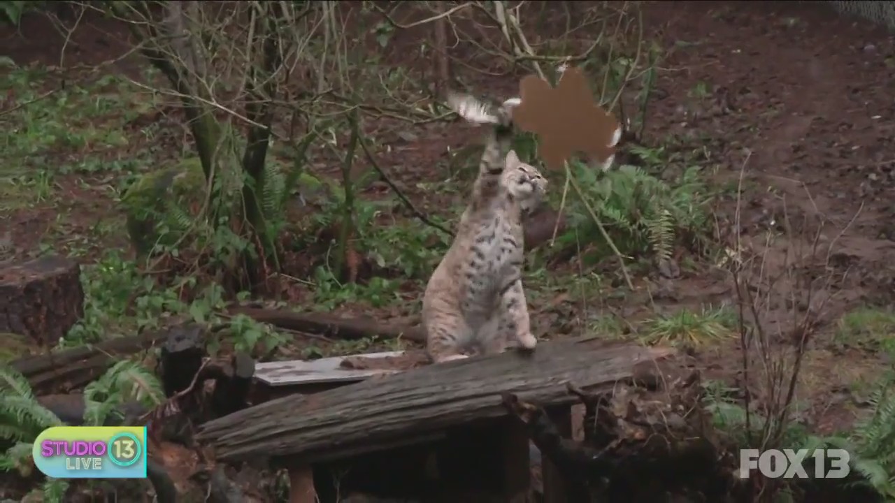 Hanging with the bobcats at Northwest Trek Wildlife Park