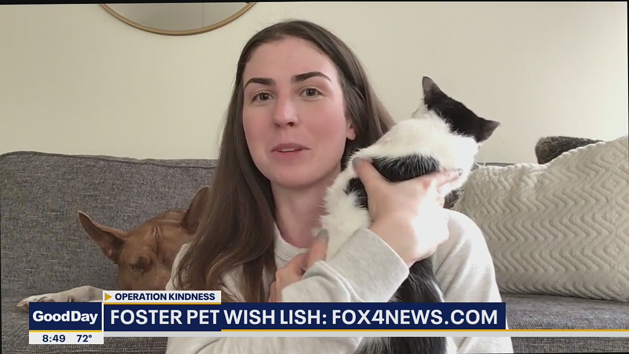 Operation Kindness Wish List for Foster Pets