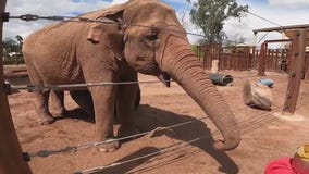 Phoenix Zoo's Asian elephant, Indu, dies