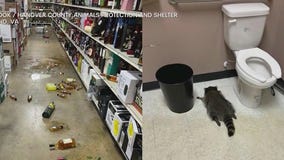 Raccoon breaks into Virginia liquor store, gets drunk, passes out in bathroom