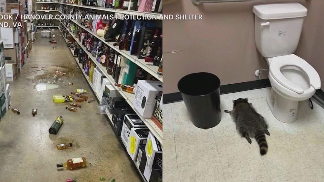 Raccoon breaks into Virginia liquor store, gets drunk, passes out in bathroom