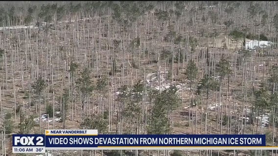 Trees stripped in Northern Michigan ice storm