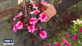 Pops of flowers and color for shade