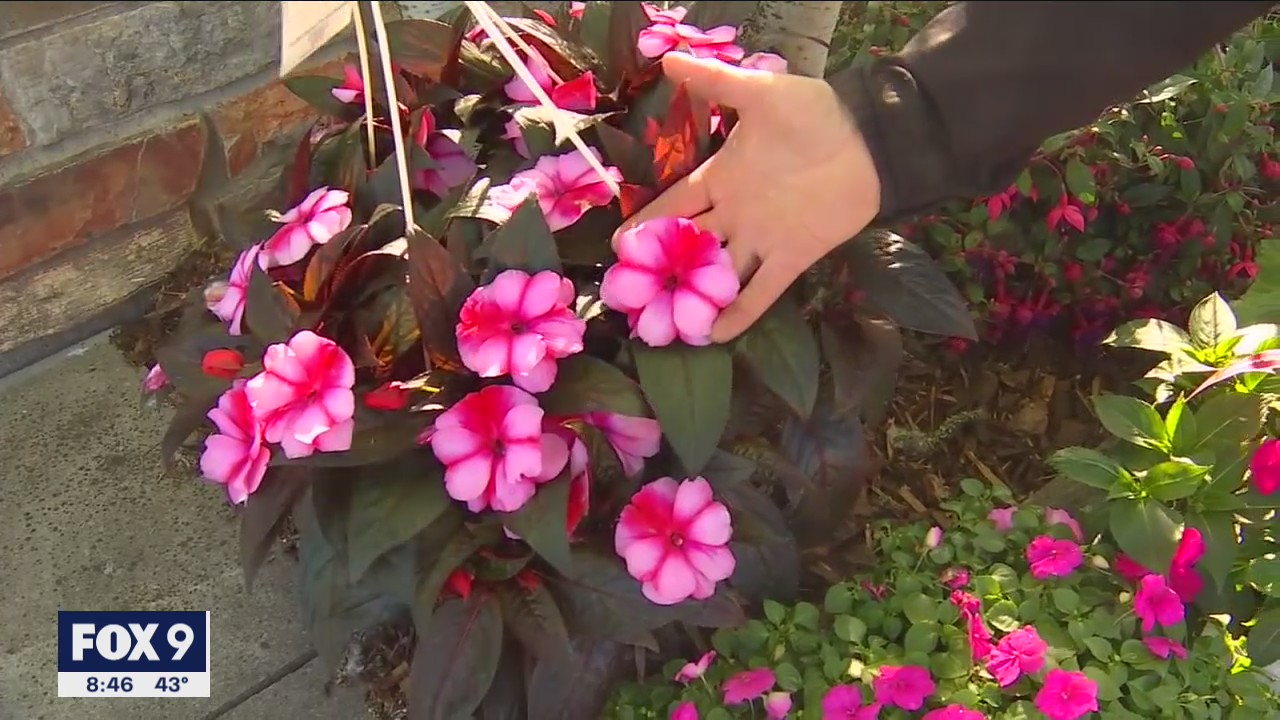 Pops of flowers and color for shade