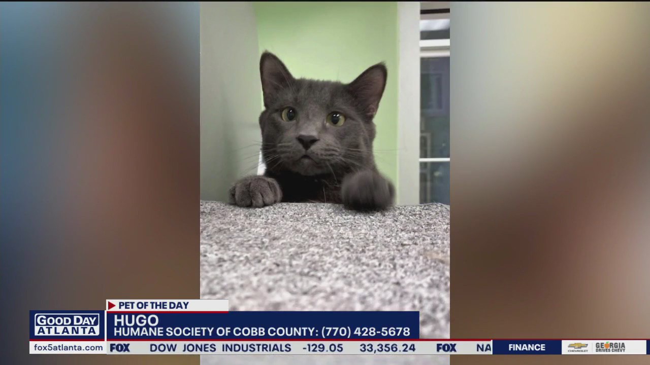 Pet of the Day from the Humane Society of Cobb County