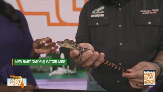 The 407 viewers help choose the name of a baby gator at Gatorland