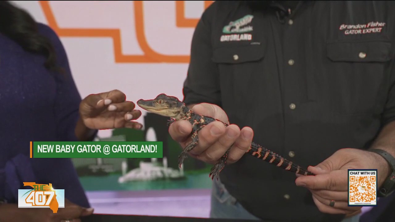 The 407 viewers help choose the name of a baby gator at Gatorland