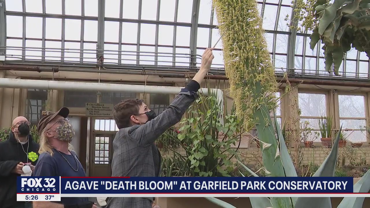 Agave 'Death Bloom' growing at Garfield Park Conservatory