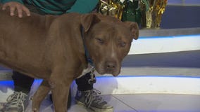 Pet Project: Rupert from West LA Shelter