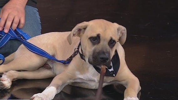 Meet Chiefy: Our Pet of the Day