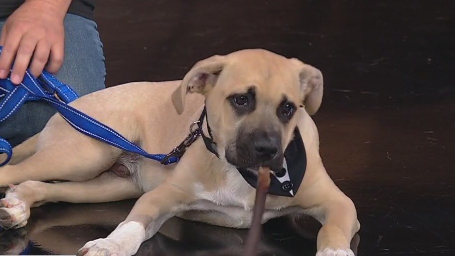 Meet Chiefy: Our Pet of the Day