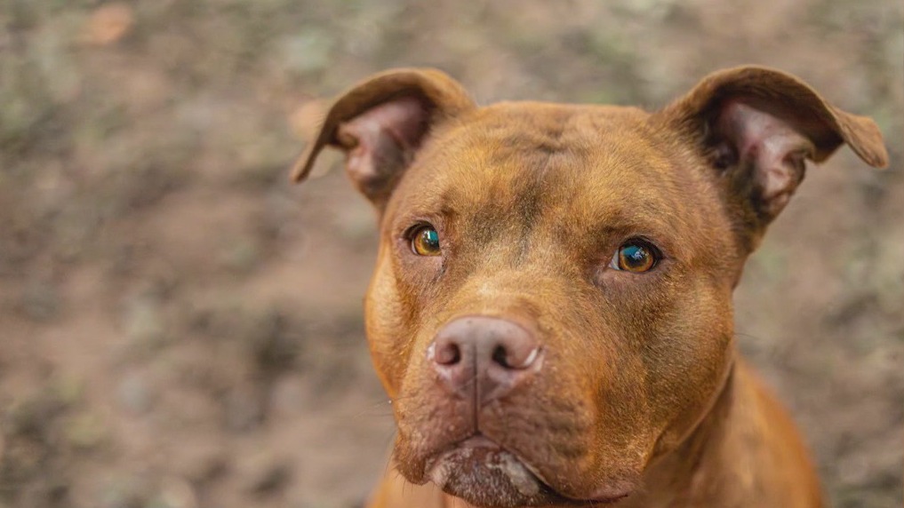 Meet Sage: Thursday's Pet of the Day