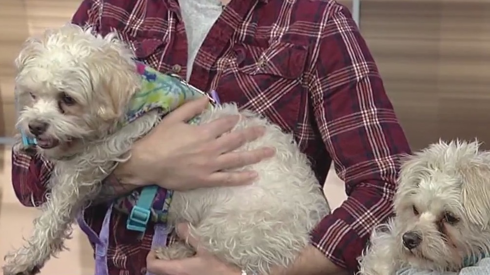 Meet Cleo and Moses: Our Pets of the Day