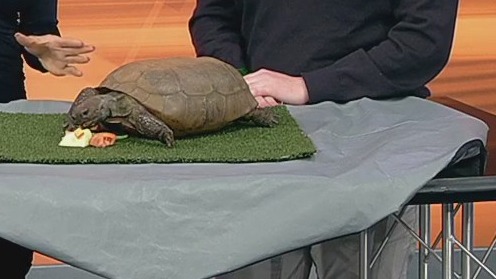 Zoo Atlanta and Zena