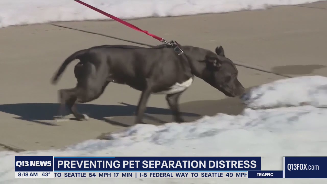 Helping your pet with separation anxiety