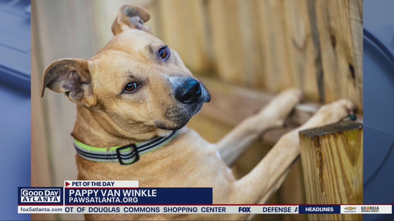 Pet of the Day from PAWS Atlanta