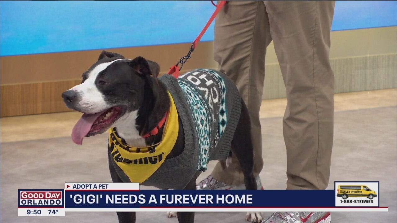 Adopt a Pet: Meet Gigi