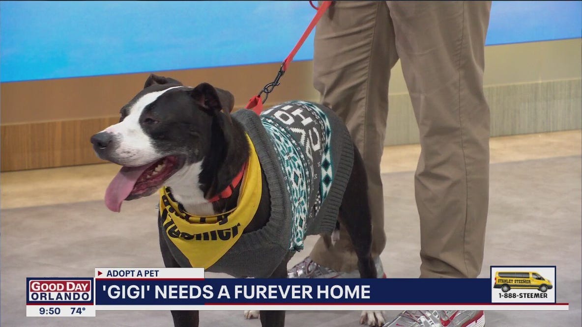 Adopt a Pet: Meet Gigi