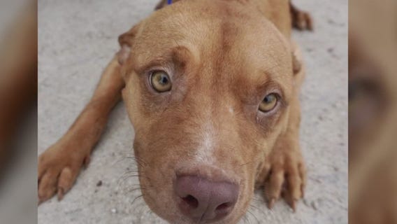 Chelsea Andrews interviews Texas Humane Heroes in Leander