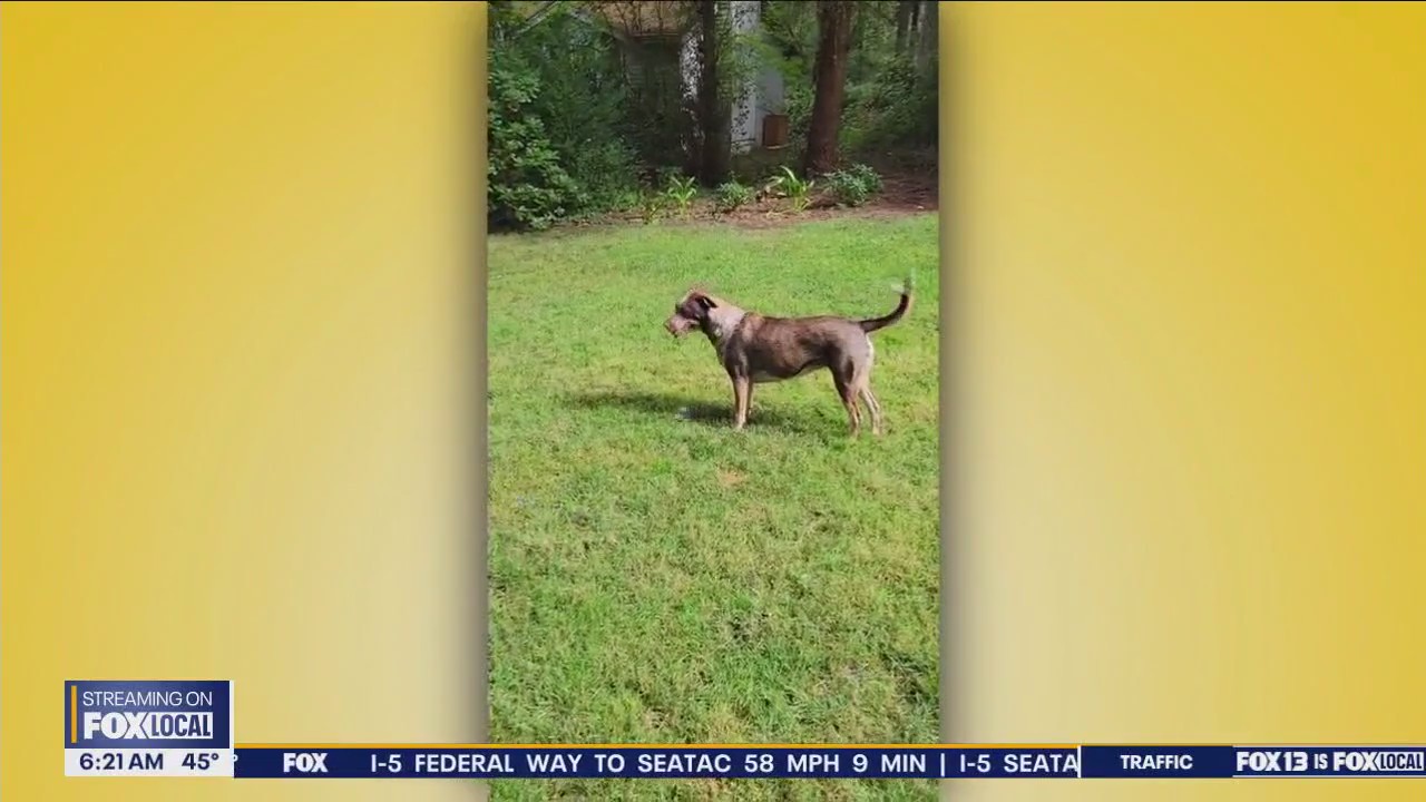 Pet Tricks for Thursday, October 24