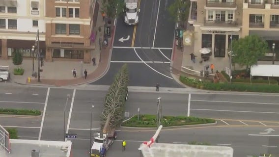 Americana at Brand Christmas tree arrives