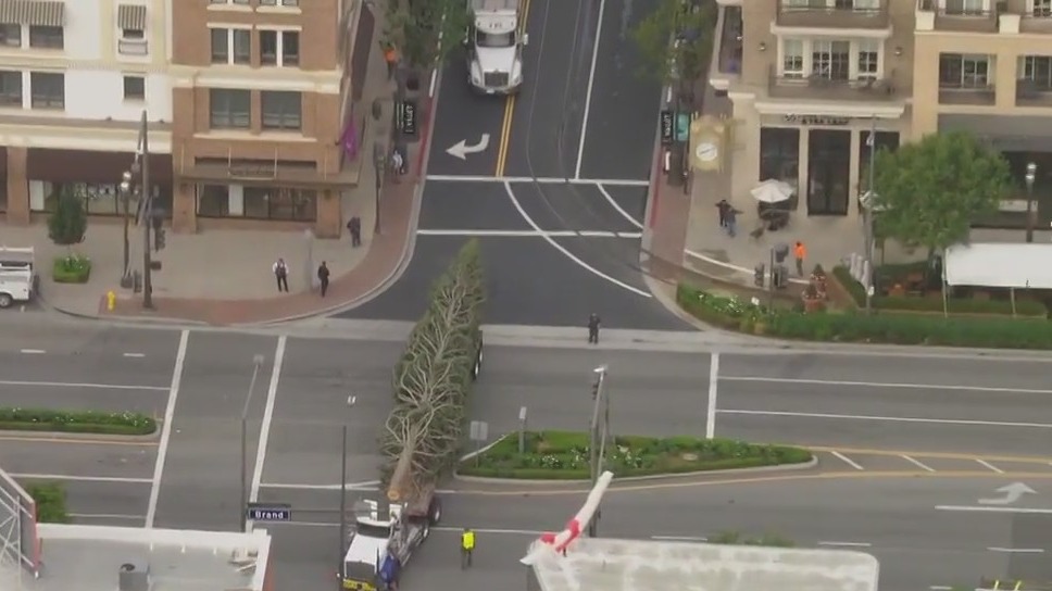 Americana at Brand Christmas tree arrives