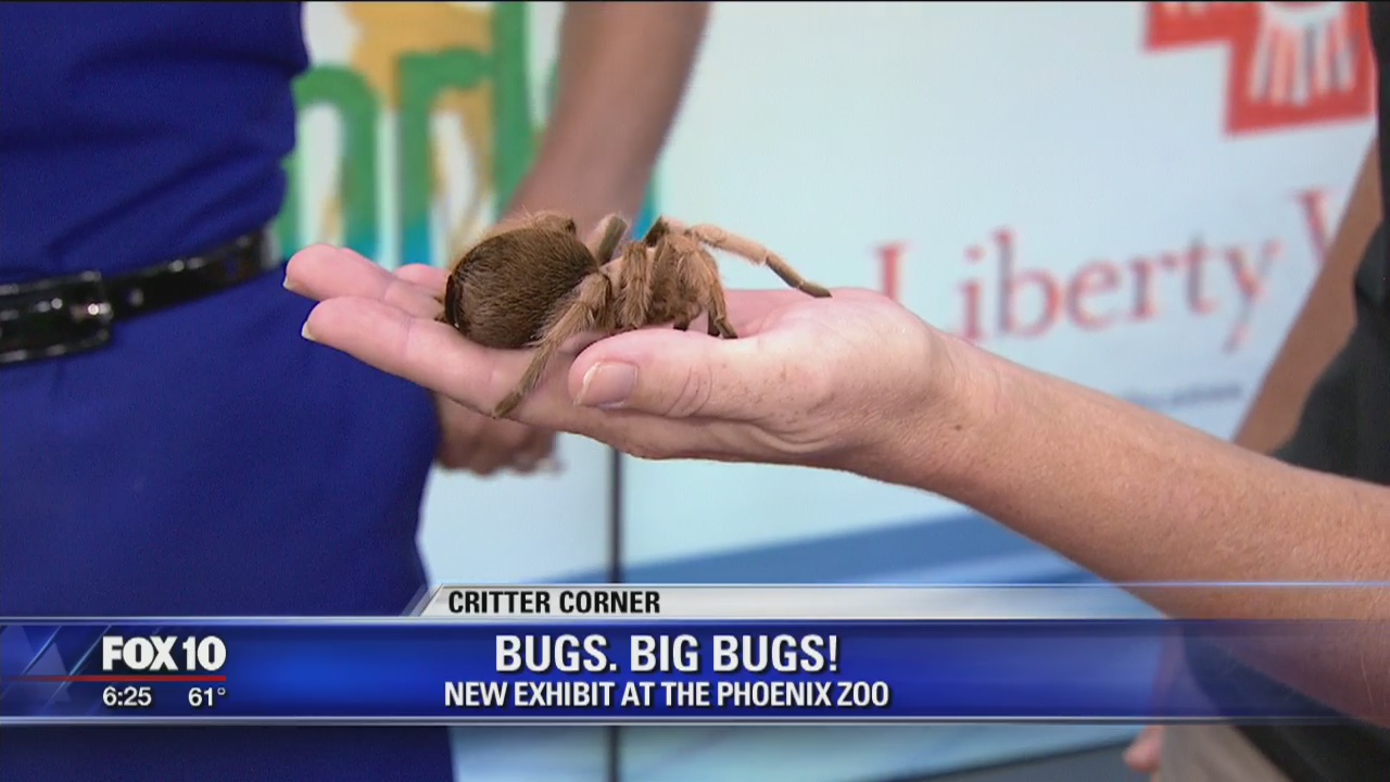 Critter Corner 11/4/18