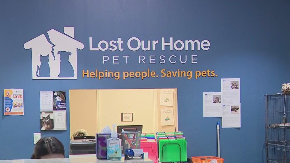 Lost Our Home Pet Rescue looks for fosters during plumbing repairs