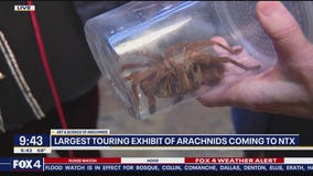 Largest touring exhibit of arachnids coming to NTX