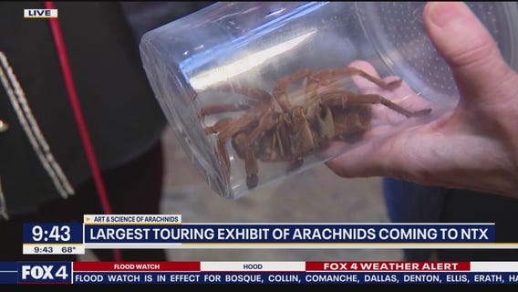 Largest touring exhibit of arachnids coming to NTX