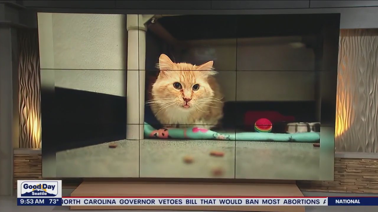 Pet of the Week: Kombucha